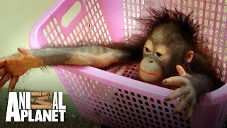 Meet the baby orangutan with a taste for crisps [upl. by Geaghan]