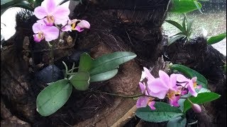 Anggrek doritis  Phalaenopsis pulcherrima  media tanam doritis pulcherrima [upl. by Aicilat]