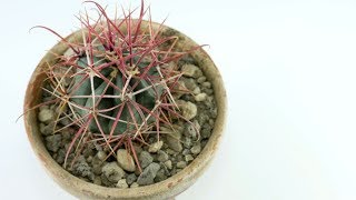 Ferocactus gracilis [upl. by Ailin]