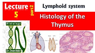 5bHistology of Thymus [upl. by Welsh]