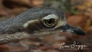 Bush Stone Curlew  Burhinus grallarius  HD Video Clip 1 Australian Bird Media [upl. by Rundgren]