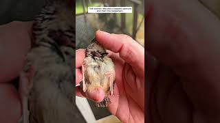 This woman rescued a trapped sparrow and then sparrow birds short [upl. by Einiar]