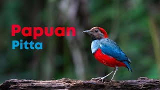 Papuan pitta or Erythropitta macklotii  4K  Nimbokrang West Papua Indonesia [upl. by Palumbo343]