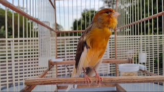 Canário belga bronze máquina cantando lisoBelgian bronze canary singing [upl. by Absalom]