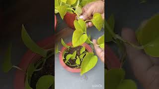 neonpothos howtogrow bushier pothos pothosplant shortvideo [upl. by Lennej159]