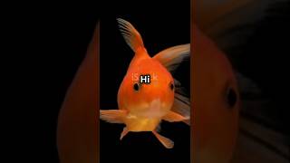 गोल्ड फिश goldfish shorts facts ocean [upl. by Ahsinrats416]