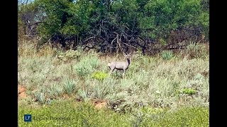 LEATHERS RANCH  800 acres Cottle County TX [upl. by Akinar]