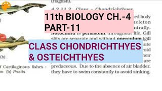 Class 11 BiologyCh4 Part11Class Chondrichthyes amp OsteichthyesStudy with Farru [upl. by Adnohsad]