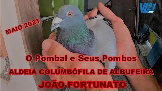 COLUMBOFILIA  ALDEIA COLUMBÃ“FILA DE ALBUFEIRA JOÃƒO FORTUNATO  MAIO 23  VL21 [upl. by Enimzaj]