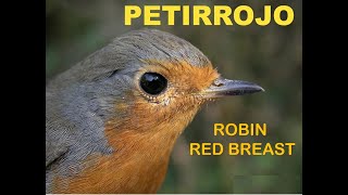 PETIRROJO  ROBIN RED BREAST  Erithacus rubecula [upl. by Florine]