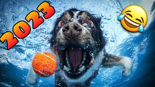 🤣 los Mejores Videos de Animales Graciosos del 2023 😹🐶 Videos de Perros y Gatos Chistosos NUEVOS [upl. by Illib]