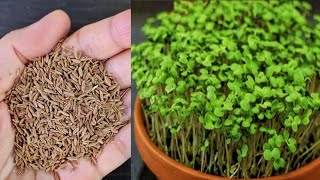 how to grow cumin plants from seeds at home gardening [upl. by Dustan]