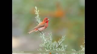 Песня обыкновенной чечевицы Carpodacus erythrinus [upl. by Maurili82]