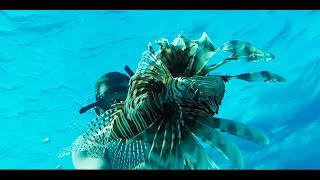 Lionfish Catch Clean Cook Staniel Cay The Bahamas [upl. by Egan645]