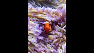 Great Barrier Reef  Clownfish and Anemone [upl. by Dayiz]