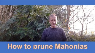 How to prune Mahonias [upl. by Waterer]