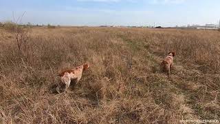 Epagneul Breton ERNESTO amp COLETTE HUNTING CELEBRATION 020424 [upl. by Enialehs]