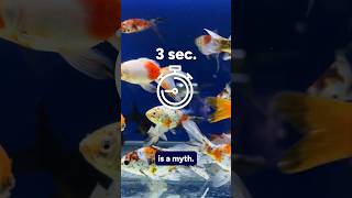 Do goldfish really have a 3second memory [upl. by Hawkie]