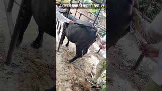 AI करते वक्त ये क्या हो गया l Cow AI l Buffalo AI artificialinsemination cow buffalo [upl. by Amlus]