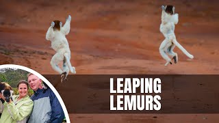 Dancing Sifaka in Berenty Reserve Madagascar [upl. by Lafleur]