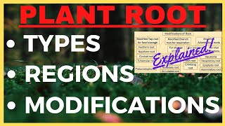 Plant Roots Tap Root Fibrous Root System Modifications Differences  Regions of Plant Root Biology [upl. by Charlet]