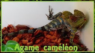 Gonocephalus chamaeleontinus  Laurenti 1768  Agamidae  Agame caméléon  102017 [upl. by Mishaan]