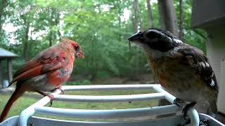 Rose Breasted GrosBeak vs Male Cardinal Calm down children [upl. by Mastic]