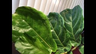 Fiddle Leaf Fig Rescue Part 2Tips on Pruning for Healthier Plant [upl. by Madox]