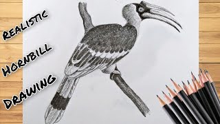 How to draw a Hornbill bird [upl. by Tadeas]