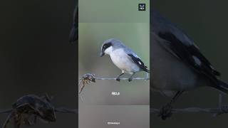 How Shrike Bird Hunting 😱 [upl. by Almita664]