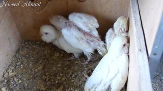 Red Eyes Budgeis Budgerigar Parrots ki Progress UrduHindi [upl. by Asta326]