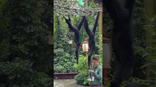 Graceful Spider Monkeys Hanging by Their Tails 🌿  Primate Nature [upl. by Eniad231]