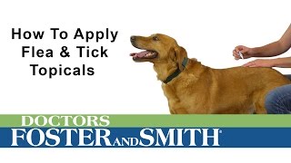 How to Apply K9 Advantix II Flea amp Tick Topical [upl. by Pederson451]