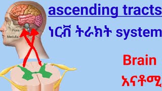 🛑ascending Tracts of Spinal Cord የህብለ ሰረሰር ትራክት ሲስተም spinal nervous system anatomy [upl. by Einnalem]