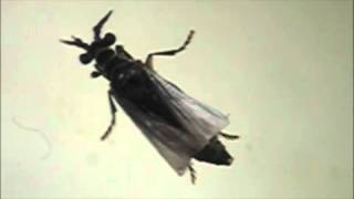 HostParasitoid Associations in Strepsiptera Supplemental Video 6 [upl. by Erreipnaej]