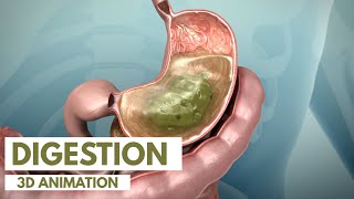 How the Digestive System Works  3D Animation [upl. by Nitsir]