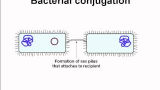 conjugation among bacteria [upl. by Annawik]