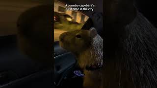 A countryside soul explore the city for the first time cute capybara pets [upl. by Tifanie]