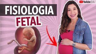 Fisiologia fetal Desenvolvimento dos órgãos e sistemas  Anatomia etc [upl. by Tonnie]