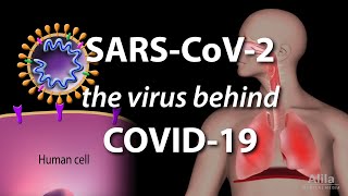 Understanding the Virus that Causes COVID19 Animation [upl. by Eelyam182]