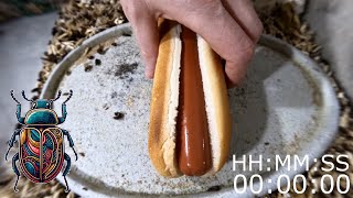 Are Hotdogs Safe From Flesheating Beetles [upl. by Eustasius193]