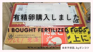 有精卵購入（烏骨鶏、アローカナ） Purchasing fertilized eggs Squirrel chicken Araucana [upl. by Otrebogir]