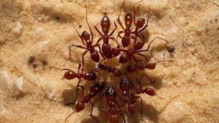 Ants Wait 2 Days to React to Their Dead – Here’s Why shorts [upl. by Ecienahs]