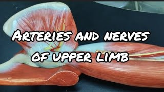 ARTERIES AND NERVES OF UPPER LIMB  Gross Anatomy [upl. by Jarib]