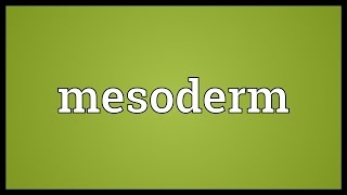 Mesoderm Meaning [upl. by Lurleen]