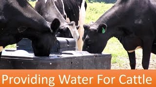 Providing Water For Cattle [upl. by Skyler]