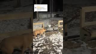 Dogs Looking at Snowman Freak Out and React Hilariously  14823932 [upl. by Yemorej]