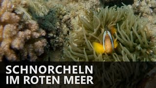 Schnorcheln im Roten Meer Ägypten  Hausriff Mercure Hotel Hurghada 2016 [upl. by Aviva]