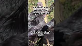 Unveiling the Mystique of Ayam Cemani Indonesias Black Gem [upl. by Yelrak]