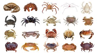 🦀 Different Types Of Crab  Species Of Crab  PART 1 [upl. by Nassir]